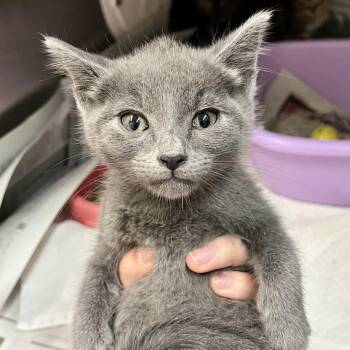 Heidi -  Domestic Short Hair Cat for Adoption in Ardmore, Oklahoma - Heidi | PetCurious