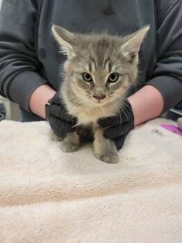Mummy -  Domestic Short Hair Cat for Adoption in Fishers, Indiana - Mummy | PetCurious