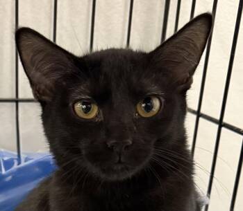 COOKIE -  Domestic Short Hair Cat for Adoption in Lake Ozark, Missouri - COOKIE | PetCurious