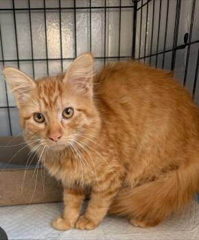 Coraline -  Domestic Long Hair Cat for Adoption in Yorkville, Illinois - Coraline | PetCurious