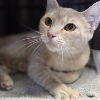 Domestic Short Hair Cats Available for Adoption in Pittsford, Vermont - Sandy | PetCurious