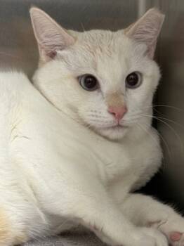 Rescue Domestic Short Hair Cats for Adoption in Fort Worth, Texas - Snowflake | PetCurious