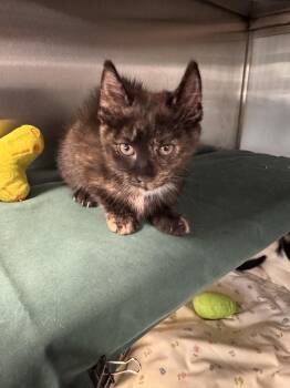 Clio -  Domestic Short Hair Cat for Adoption in Midland, Michigan - Clio | PetCurious