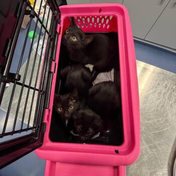 Scraggly -  American Shorthair Cat for Adoption in Greensboro, North Carolina - Scraggly | PetCurious