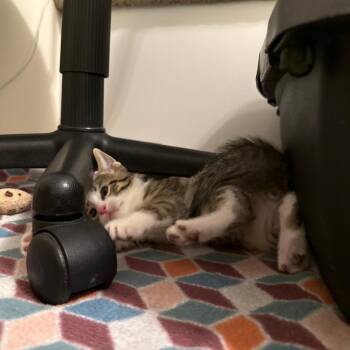 Zeus -  Domestic Short Hair Cat for Adoption in Columbia, Missouri - Zeus | PetCurious