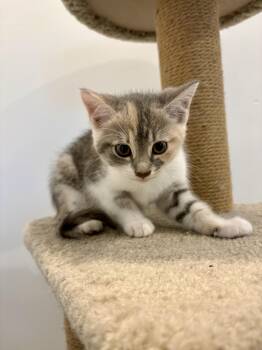 Stella -  Domestic Short Hair Cat for Adoption in Wakefield, Quebec - Stella | PetCurious