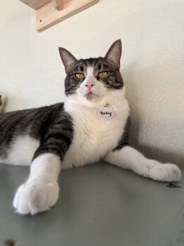 Rescue Domestic Short Hair Cats for Adoption in Tucson, Arizona - Ruby 5 | PetCurious