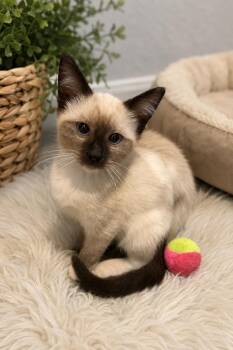 Bree Napa -  Siamese Cat for Adoption in Napa, California - Bree Napa | PetCurious