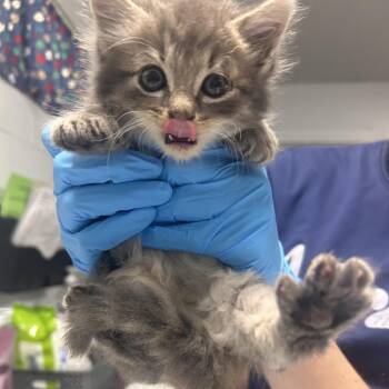 Yo-yo -  Domestic Long Hair Cat for Adoption in Summerville, South Carolina - Yo-yo | PetCurious