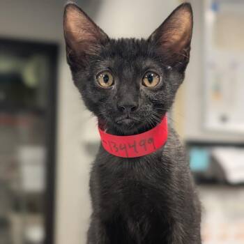 Kora -  Domestic Short Hair Cat for Adoption in Tampa, Florida - Kora | PetCurious