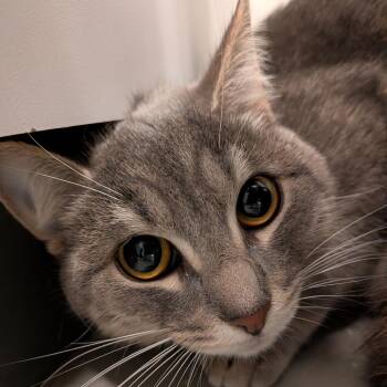 Gemma -  Domestic Short Hair Cat for Adoption in Kennebunk, Maine - Gemma | PetCurious