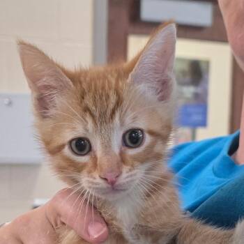 Rock -  Domestic Short Hair Cat for Adoption in Chatham, Virginia - Rock | PetCurious