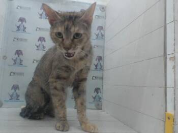 NICKY -  Domestic Short Hair Cat for Adoption in Orlando, Florida - NICKY | PetCurious