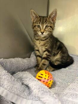 52 -  Domestic Short Hair Cat for Adoption in Vernon Township, New Jersey - 52 | PetCurious