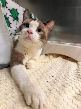 HORATIO -  Siamese and Domestic Short Hair Cat for Adoption in Minneapolis, Minnesota - HORATIO | PetCurious