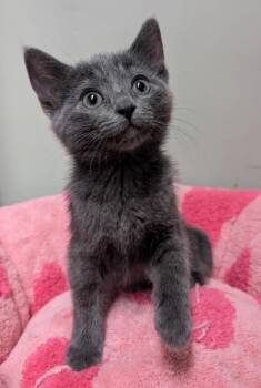Russian Blue Cats Available for Adoption in Los Angeles, California - Lucille Ball | PetCurious