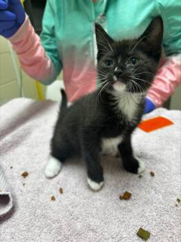 Nightingale -  Domestic Short Hair Cat for Adoption in Westland, Michigan - Nightingale | PetCurious
