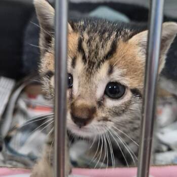 Domestic Short Hair Cats Available for Adoption - Mocha | PetCurious