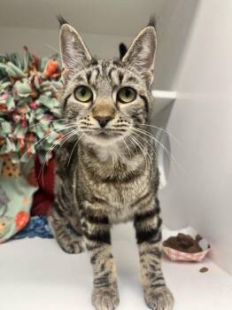 Domestic Short Hair Cats Available for Adoption - Lia (ID 50814/981) | PetCurious