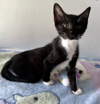 Rescue Domestic Short Hair Cats for Adoption in Margate, Florida - MUSICA | PetCurious