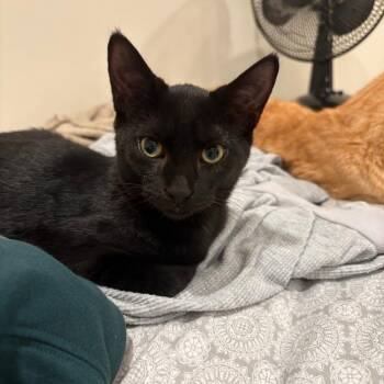 Mayo -  Domestic Short Hair Cat for Adoption in Baltimore, Maryland - Mayo | PetCurious