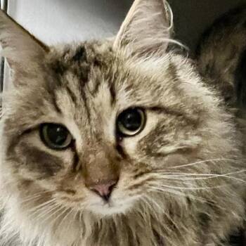 CYRUS -  Domestic Long Hair Cat for Adoption in St. Louis, Missouri - CYRUS | PetCurious