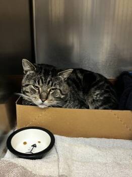 Rescue Domestic Short Hair Cats for Adoption in West Chester, Pennsylvania - Cuddles | PetCurious