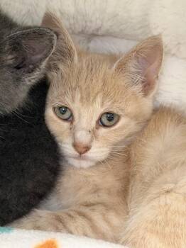 Jesse -  Domestic Short Hair Cat for Adoption in Menomonie, Wisconsin - Jesse | PetCurious