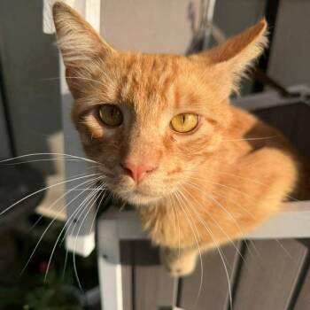 Chester Cheeto -  Domestic Short Hair Cat for Adoption in Houston, Texas - Chester Cheeto | PetCurious