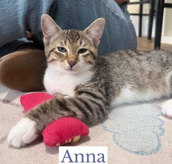 Anna -  Domestic Short Hair Cat for Adoption in Berkeley Springs, West Virginia - Anna | PetCurious