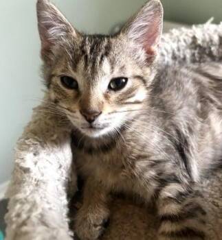 Kermit -  Domestic Short Hair Cat for Adoption in Battle Creek, Michigan - Kermit | PetCurious