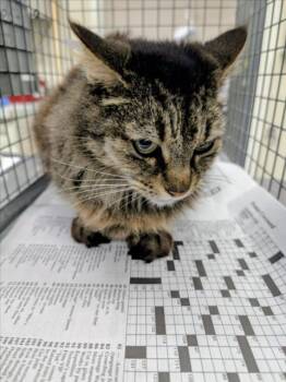 Domestic Medium Hair and Domestic Short Hair Cats Available for Adoption - APRIL | PetCurious