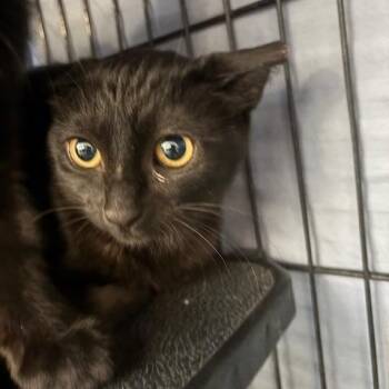 Rescue Domestic Short Hair Cats for Adoption in Grass Valley, California - Blossom | PetCurious