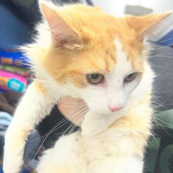 Domestic Medium Hair Cats Available for Adoption - Big Ben | PetCurious