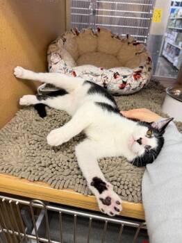 Jellyfish -  Domestic Medium Hair Cat for Adoption in Chicago, Illinois - Jellyfish | PetCurious