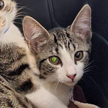 Rescue Domestic Short Hair Cats for Adoption in Montgomery, Alabama - Dollie | PetCurious