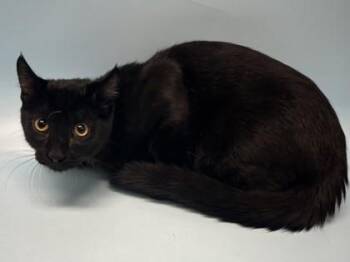 Smith -  Domestic Short Hair Cat for Adoption in Woodbury, Minnesota - Smith | PetCurious