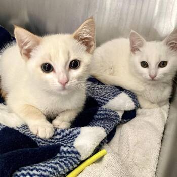 Ghost (bonded w/ Johnny) -  Domestic Short Hair Cat for Adoption in Oakland, California - Ghost (bonded W/ Johnny) | PetCurious