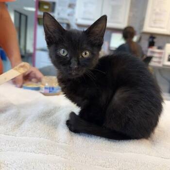 Dunkin Donuts 18 -  Domestic Short Hair Cat for Adoption in Austin, Texas - Dunkin Donuts 18 | PetCurious