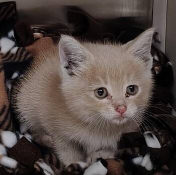 FIRE TRUCK -  Domestic Short Hair Cat for Adoption in St. Louis, Missouri - FIRE TRUCK | PetCurious
