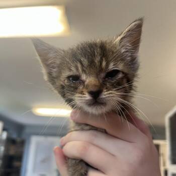 Scar -  Domestic Short Hair Cat for Adoption in Ruckersville, Virginia - Scar | PetCurious
