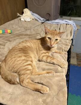 Ralph -  Domestic Short Hair Cat for Adoption in Chickasaw, Alabama - Ralph | PetCurious