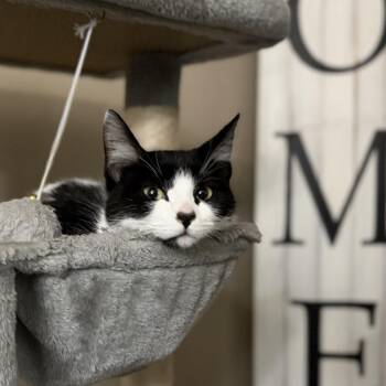 Rescue Domestic Short Hair Cats for Adoption in Pocatello, Idaho - Isla | PetCurious
