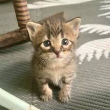 Chocolate -  Domestic Short Hair Cat for Adoption in West Palm Beach, Florida - Chocolate | PetCurious