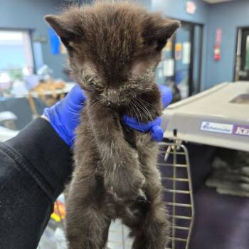 Domestic Short Hair Cats Available for Adoption in Newark, New Jersey - Linus | PetCurious