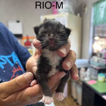 Rio -  Siamese Cat for Adoption in Hinesville, Georgia - Rio | PetCurious