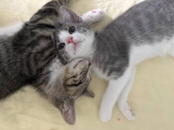 Puddle -  American Shorthair Cat for Adoption in Highland Park, New Jersey - Puddle | PetCurious