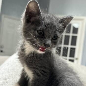 Flapjack -  Domestic Medium Hair Cat for Adoption in Hollister, Florida - Flapjack | PetCurious