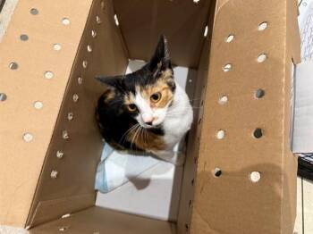Domestic Short Hair Cats Available for Adoption in Rowlett, Texas - CALICO | PetCurious