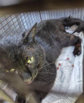 SIR ISAAC MEWTON -  Domestic Short Hair Cat for Adoption in San Antonio, Texas - SIR ISAAC MEWTON | PetCurious